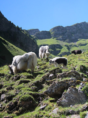 101 Les Yaks des ptits lacs 1