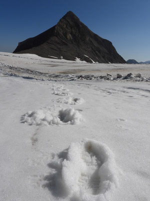 35 Le Glacier des Diablerets 2